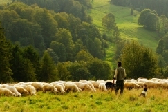 Shepherd